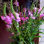 Physostegia virginiana 整株植物