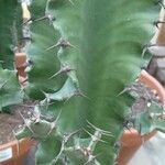 Euphorbia abyssinica Corteza