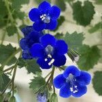 Phacelia campanularia പുഷ്പം