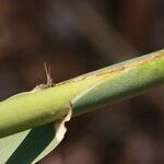 Arundo micrantha Arall