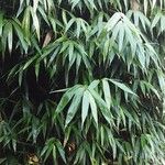 Pseudosasa japonica List