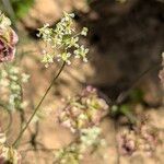 Laserpitium peucedanoides