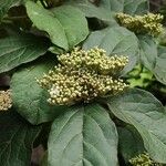 Viburnum rigidum Fleur