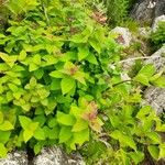 Spiraea japonica 葉