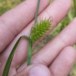 Carex vesicaria പുഷ്പം
