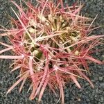 Ferocactus cylindraceus Foglia