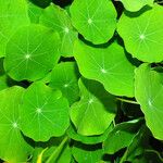 Tropaeolum majus Feuille