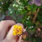 Berberis thunbergiiFlower