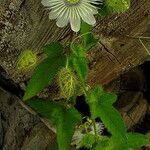 Passiflora spp. Агульны выгляд