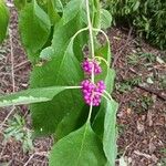 Callicarpa americana Φρούτο