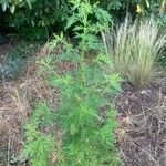 Artemisia annua Habitus