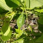 Luffa operculata Fruit