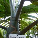 Chambeyronia macrocarpa List