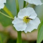 Sagittaria latifolia 花