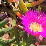 Carpobrotus acinaciformis Flower