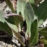 Sonchus bulbosus Likasa