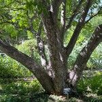 Aesculus californica 樹皮