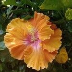 Hibiscus rosa-sinensisFlors