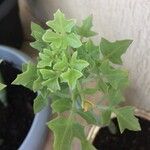 Senecio articulatus Blatt