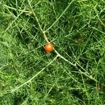 Asparagus officinalis Fruit