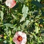 Pavonia hastata 其他