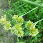 Juncus torreyi 果實