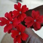 Glandularia peruviana Λουλούδι