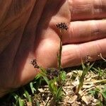 Luzula alpinopilosa Flor