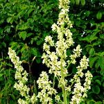 Verbascum lychnitis 花