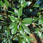 Lithocarpus edulis Leaf