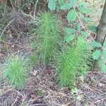 Equisetum telmateia Hàbitat