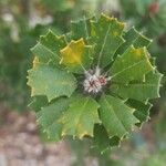 Banksia praemorsa Leaf