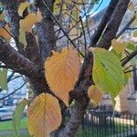 Prunus sargentii Leaf