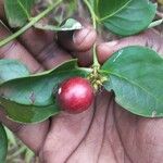 Carissa spinarum Fruit