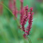 Bistorta amplexicaulis Flower