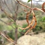 Vachellia hockii Fruto