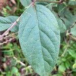 Achyranthes bidentata Leaf