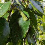 Betula utilis Плод