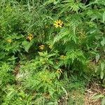 Rudbeckia trilobaപുഷ്പം