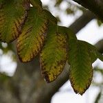 Juglans cinerea Blad