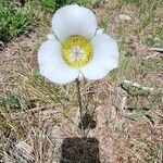 Calochortus gunnisonii Λουλούδι