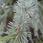 Cedrus atlantica Feuille