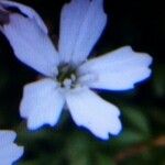 Heliosperma pusillum Flower