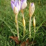 Crocus imperati Vekstform