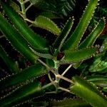 Kalanchoe daigremontiana ഇല