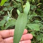 Centaurea nigra পাতা