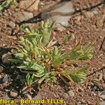 Sclerochloa dura Habit