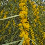 Acacia saligna Cvet