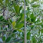 Ceriops tagal फल