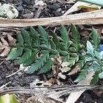 Polystichum neolobatum